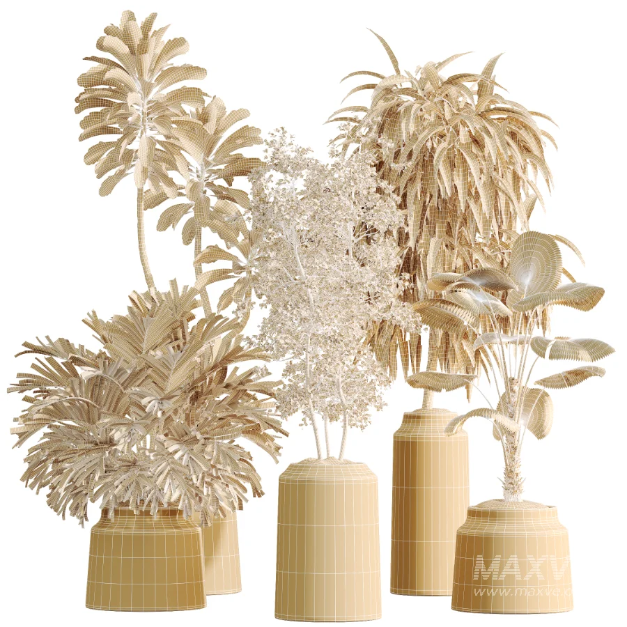 AV Indoor Plants Set 509 Licuala Palm Olive Ficus Binnendijkii Drupifera Areca Palm - Image 9