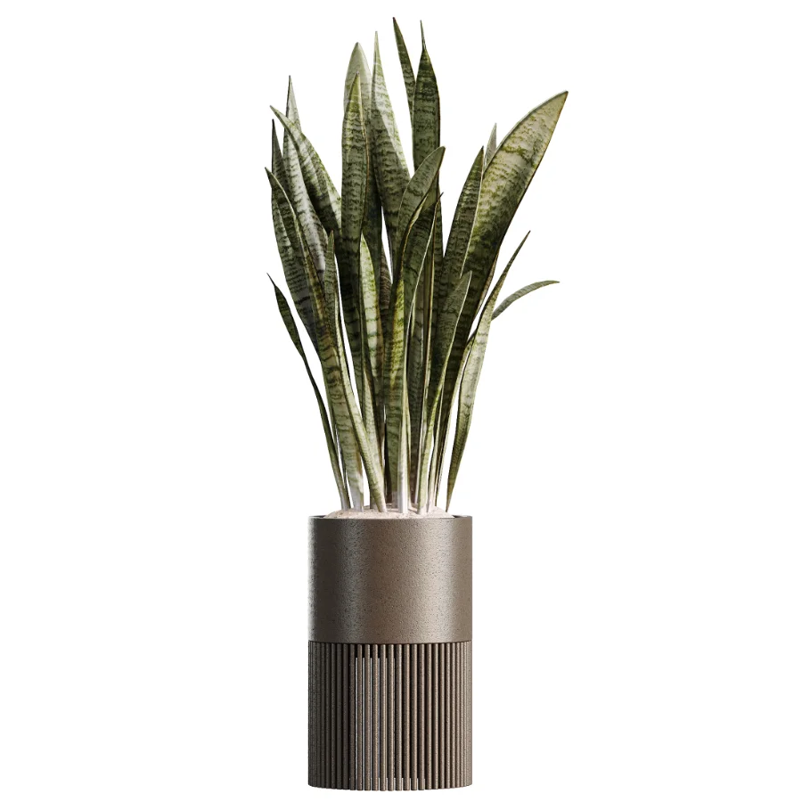AV Indoor Plants Set 508 Yucca Ficus microcarpa Calathea Lutea Sansevieria Olive - Image 1