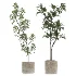 Ficus Benjamina Indoor Plant-set-032 - Thumbnail 2