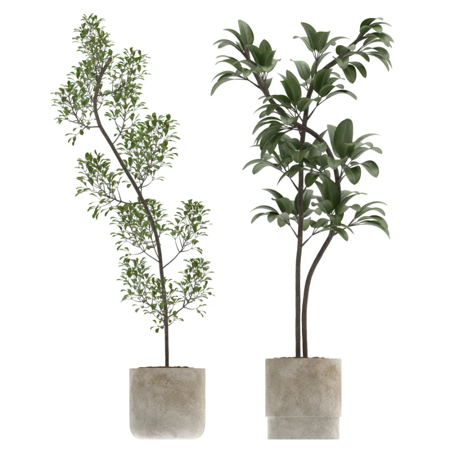 Ficus Benjamina Indoor Plant-set-032 - Image 2
