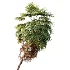 AV Plant Washingtonia Robusta 6 Palm Tree 02 - Thumbnail 1