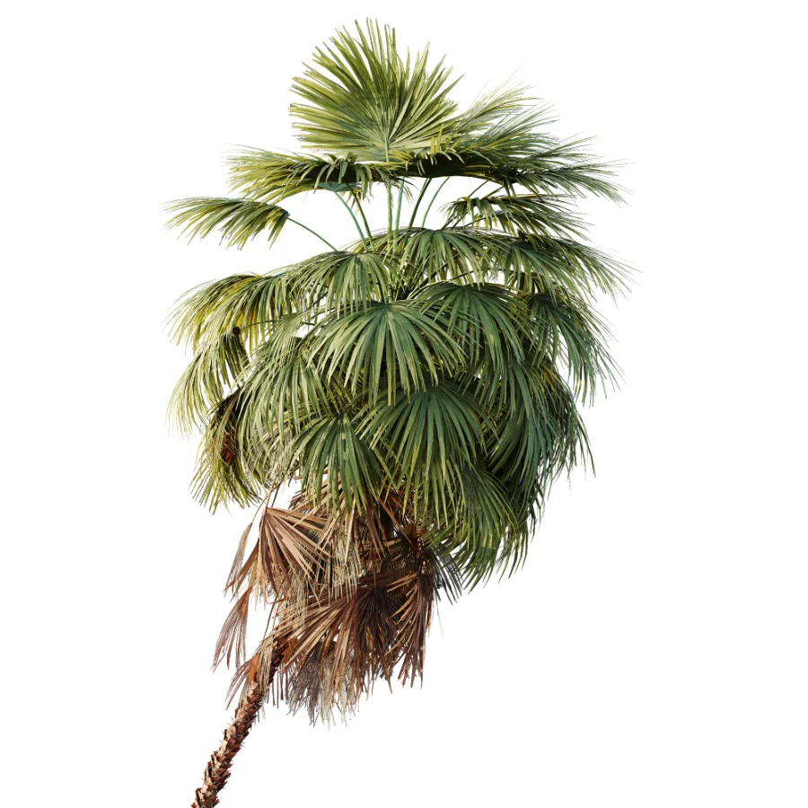 AV Plant Washingtonia Robusta 6 Palm Tree 02 - Image 1