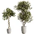 AV Indoor Plants Set 529 Olive Peace Lily Spineless Yucca Ficus African Fig - Thumbnail 7