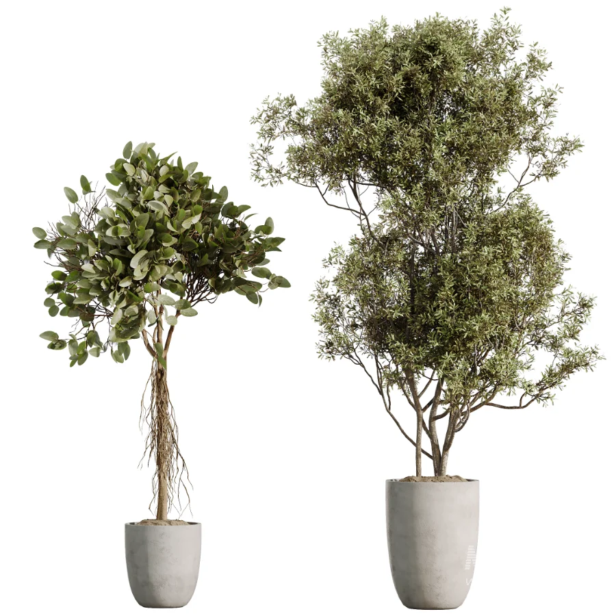 AV Indoor Plants Set 529 Olive Peace Lily Spineless Yucca Ficus African Fig - Image 7