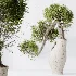 AV Indoor Plants Set 515 Dracaena Warneckii Banana Ficus Microcarpa Bonsai Lemon Tree - Thumbnail 1