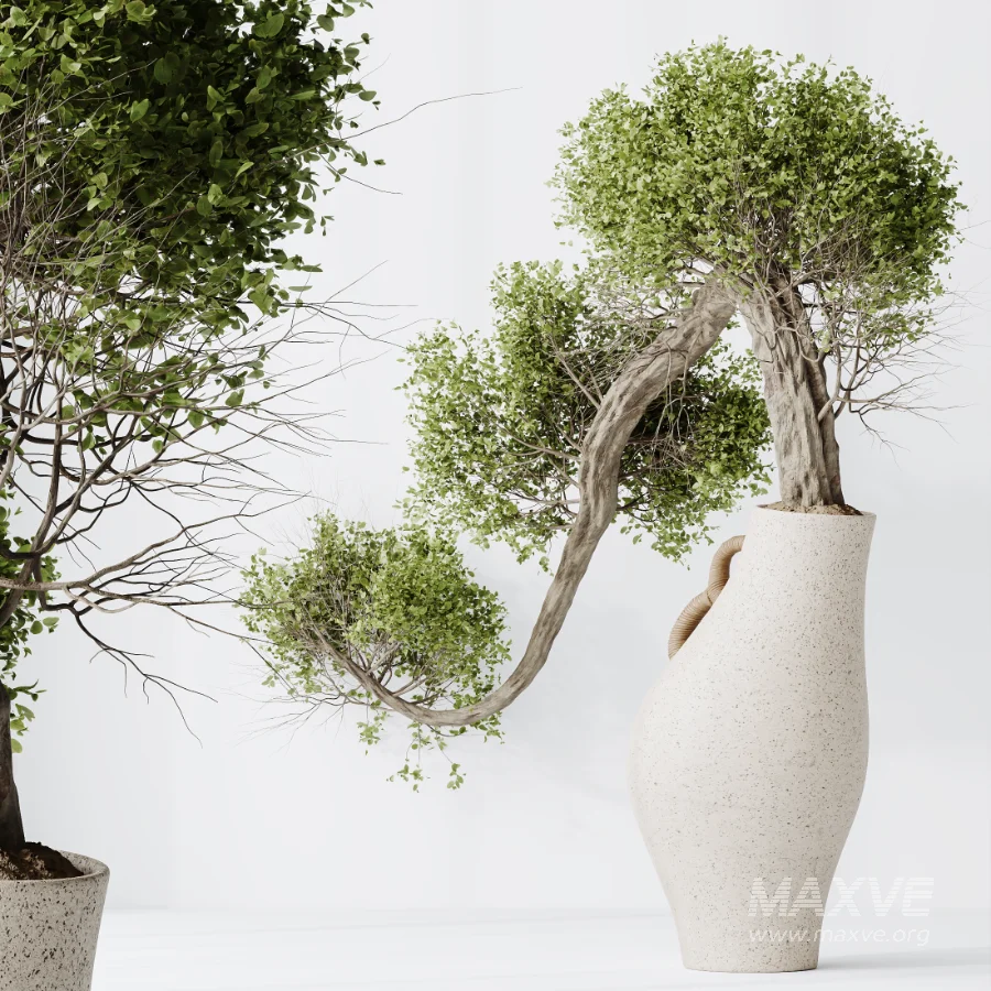 AV Indoor Plants Set 515 Dracaena Warneckii Banana Ficus Microcarpa Bonsai Lemon Tree - Image 1