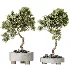 AV Indoor Plants Set 536 Olive Ficus Binnendijkii ParadiseBird Euphorbia - Thumbnail 5