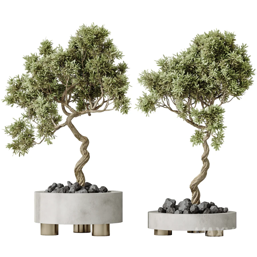 AV Indoor Plants Set 536 Olive Ficus Binnendijkii ParadiseBird Euphorbia - Image 5