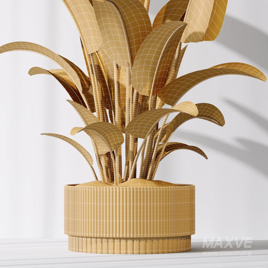 AV Indoor Plants Set 521 Yucca ParadiseBird Ficus Microcarpa Bonsai Marginata - Image 12