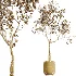 AV Indoor Plants Set 521 Yucca ParadiseBird Ficus Microcarpa Bonsai Marginata - Thumbnail 13