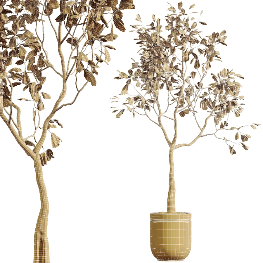 AV Indoor Plants Set 521 Yucca ParadiseBird Ficus Microcarpa Bonsai Marginata - Image 13