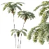 AV Plant Sphaeropteris Lepifera Palm Tree 02 - Thumbnail 2