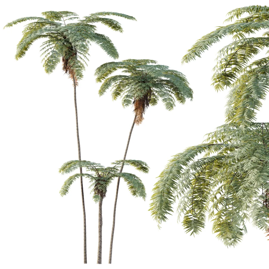 AV Plant Sphaeropteris Lepifera Palm Tree 02 - Image 2