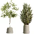 AV Indoor Plants Set 534 ParadiseBird Areca Palm Olive Ficus Dracaena Marginata - Thumbnail 8