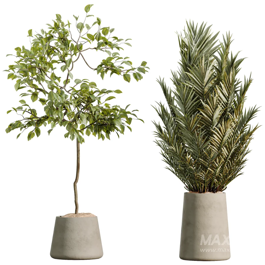 AV Indoor Plants Set 534 ParadiseBird Areca Palm Olive Ficus Dracaena Marginata - Image 8