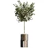 AV Indoor Plants Set 508 Yucca Ficus microcarpa Calathea Lutea Sansevieria Olive - Thumbnail 3