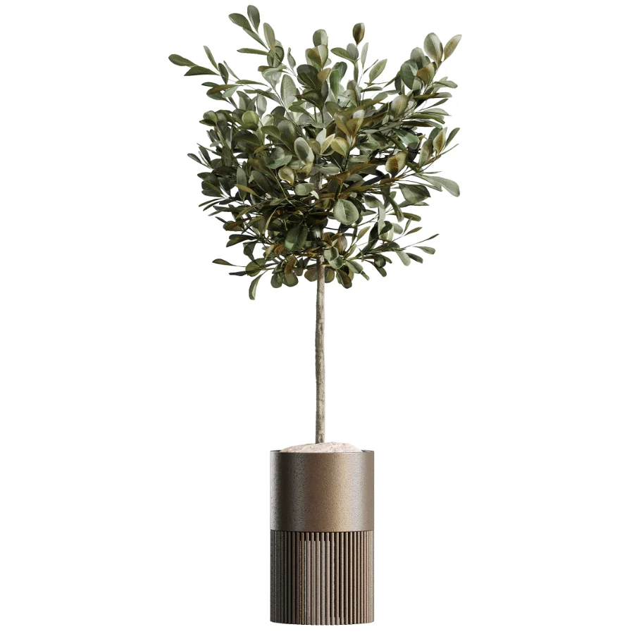 AV Indoor Plants Set 508 Yucca Ficus microcarpa Calathea Lutea Sansevieria Olive - Image 3
