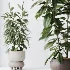 AV Indoor Plants Set 520 Briful Pachira Olive Giant Monstera Ficus Cyathistipula - Thumbnail 2