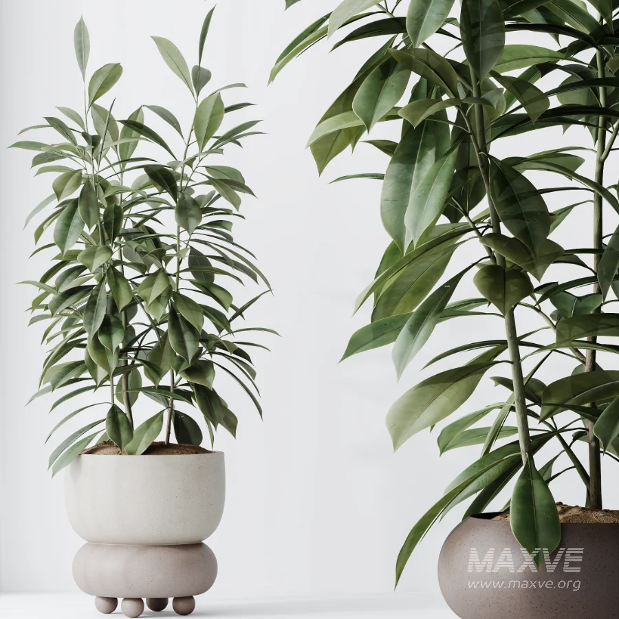 AV Indoor Plants Set 520 Briful Pachira Olive Giant Monstera Ficus Cyathistipula - Image 2