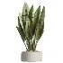 AV Indoor Plants Set 510 Yucca Briful Pachira Banana Olive - Thumbnail 5