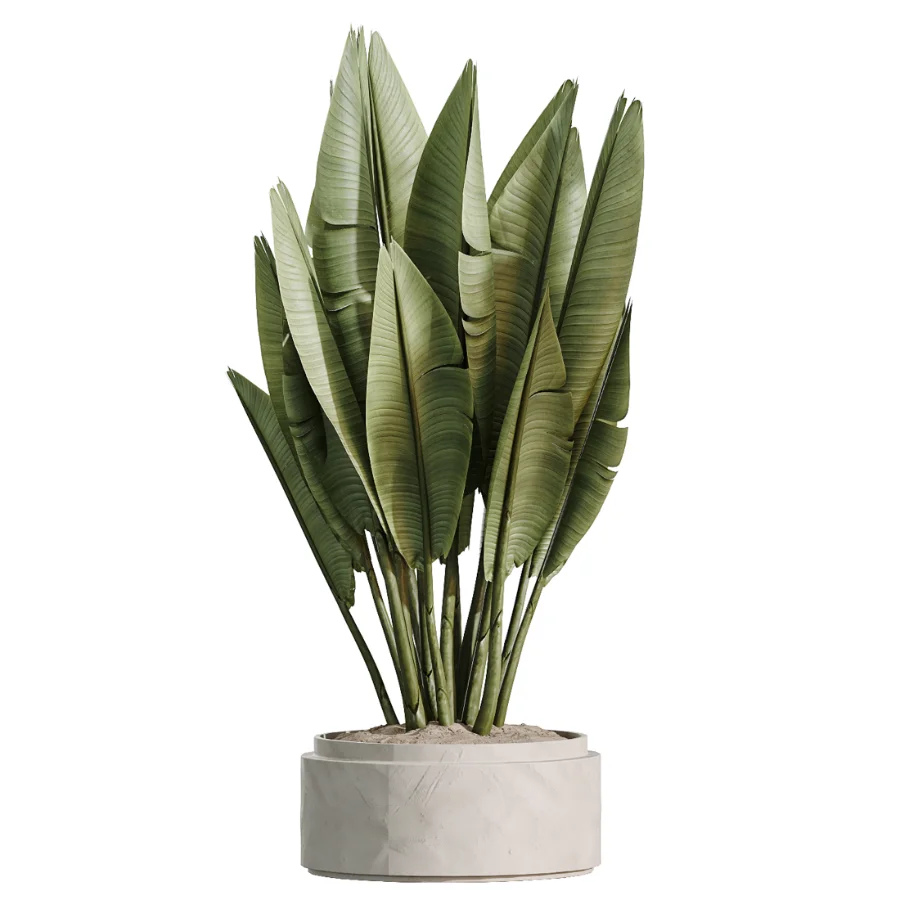 AV Indoor Plants Set 510 Yucca Briful Pachira Banana Olive - Image 5