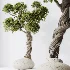 AV Indoor Plants Set 518 Banana Lemon Dragon Areca Palm Schefflera Ficus Bonsai - Thumbnail 5
