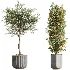 AV Indoor Plants Set 533 ParadiseBird Olive Fruit Bosnai Orange Tree Cactus - Thumbnail 7