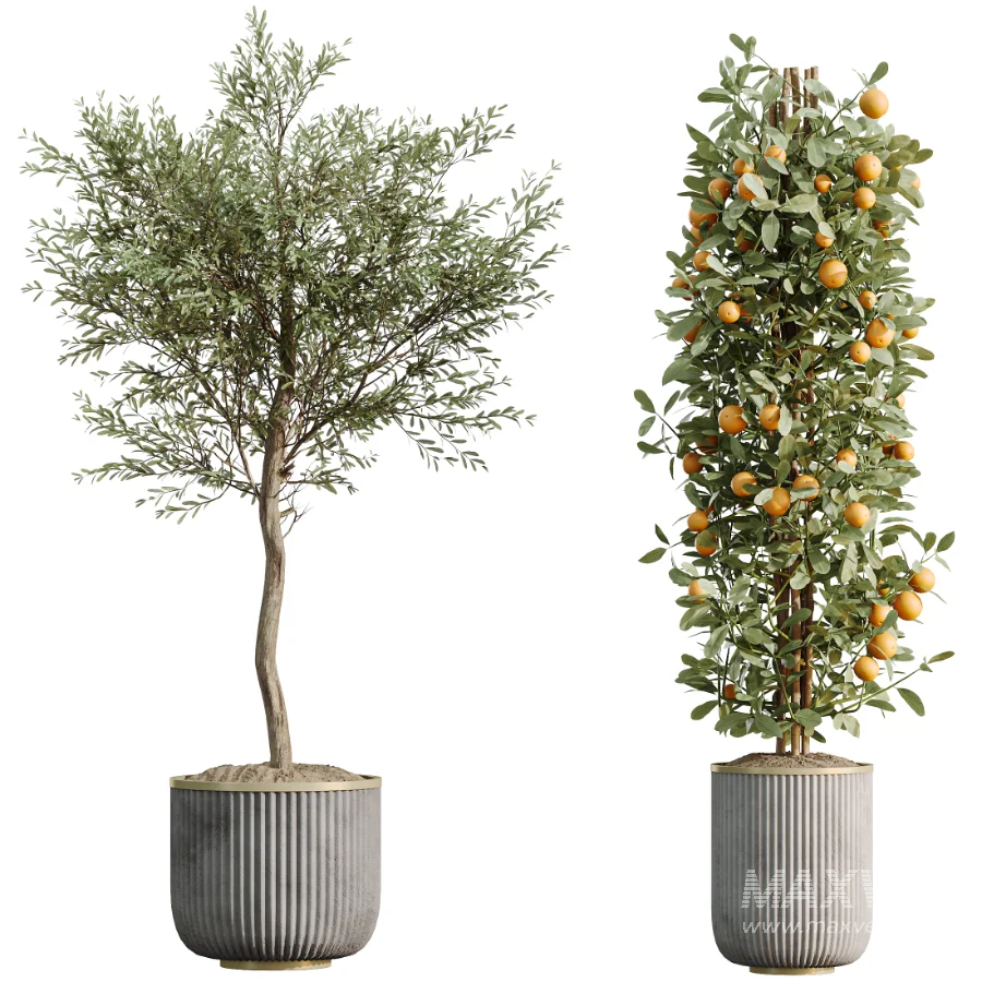 AV Indoor Plants Set 533 ParadiseBird Olive Fruit Bosnai Orange Tree Cactus - Image 7