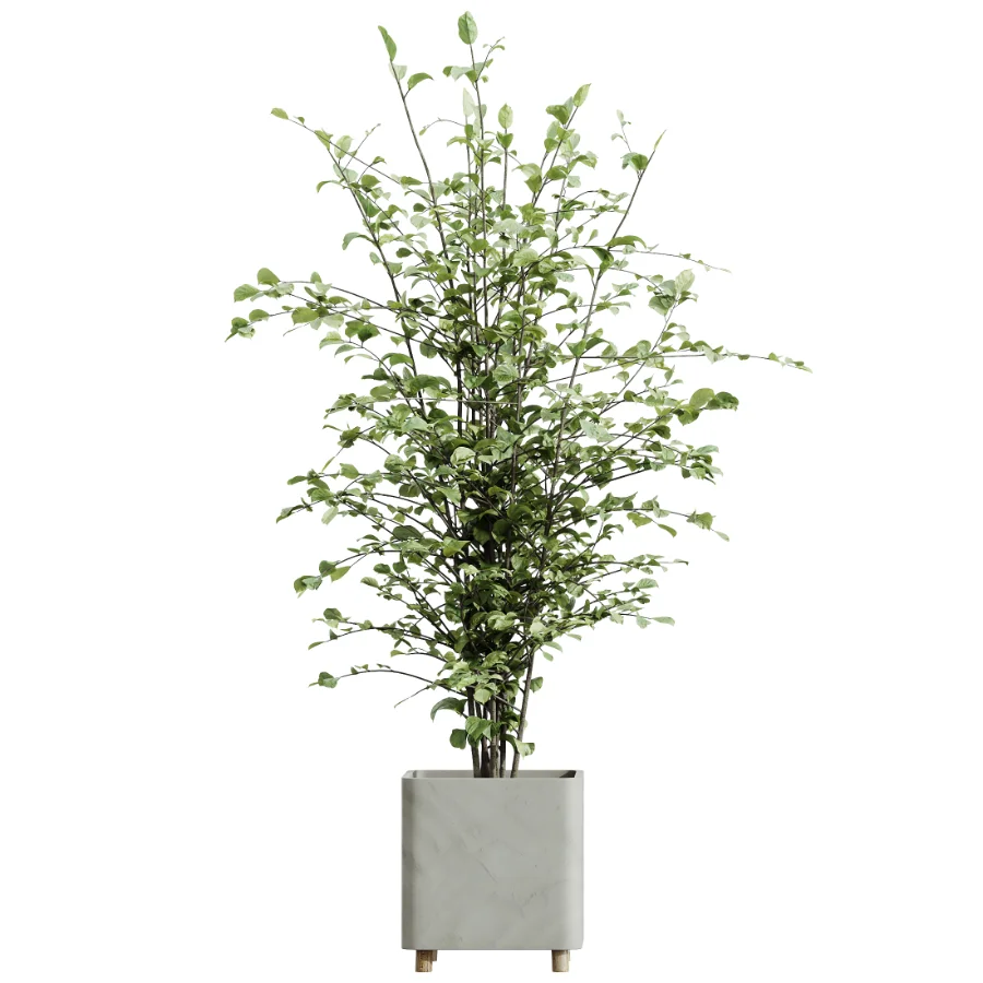 AV Indoor Plants Set 513 Aloe Vera Elegant Monstera Alnus Ficus Areca Palm - Image 3