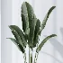 AV Indoor Plants Set 502 Ficus Bird Of Paradise Rhapis Microcarpa Bonsai - Thumbnail 6