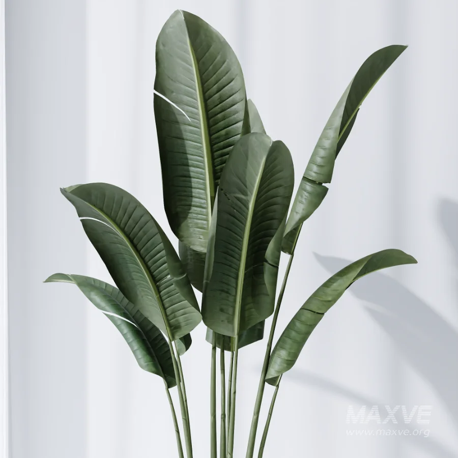 AV Indoor Plants Set 502 Ficus Bird Of Paradise Rhapis Microcarpa Bonsai - Image 6