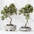 AV Indoor Plants Set 536 Olive Ficus Binnendijkii ParadiseBird Euphorbia - Thumbnail 1