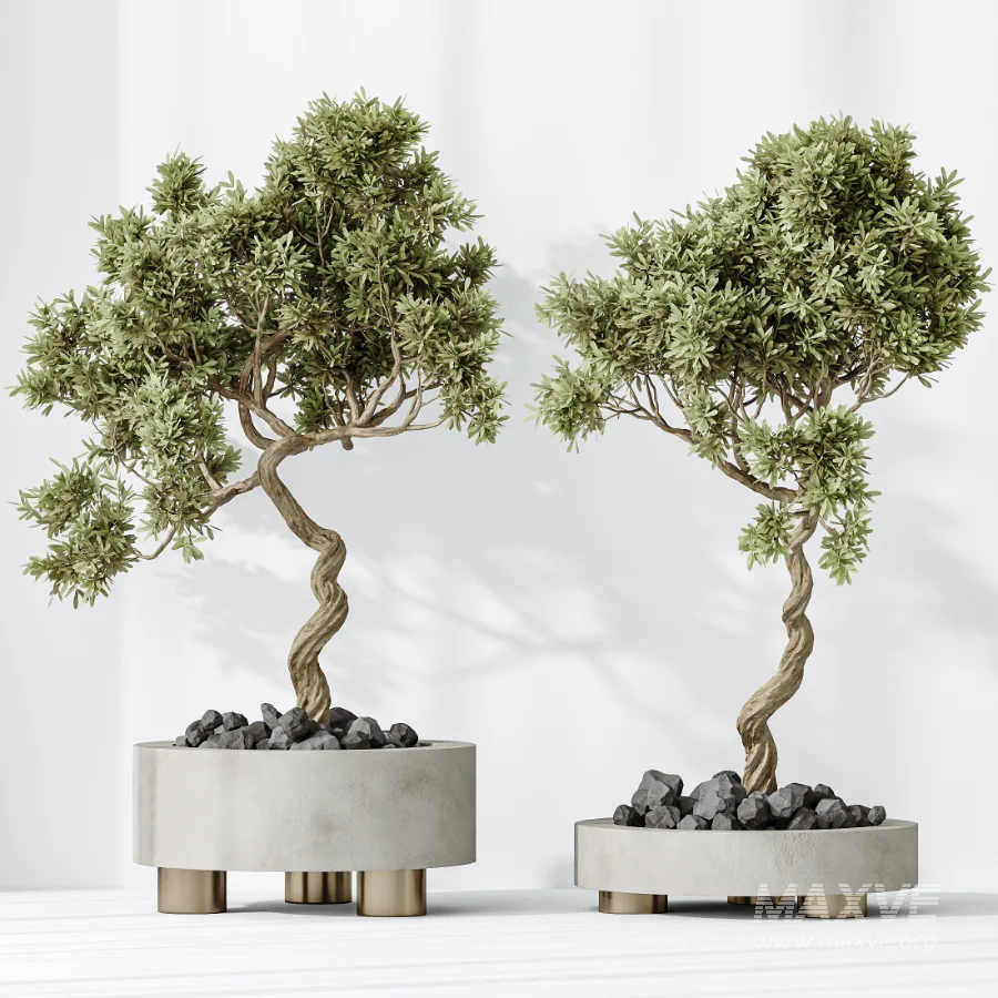 AV Indoor Plants Set 536 Olive Ficus Binnendijkii ParadiseBird Euphorbia - Image 1