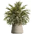 AV Indoor Plants Set 534 ParadiseBird Areca Palm Olive Ficus Dracaena Marginata - Thumbnail 6
