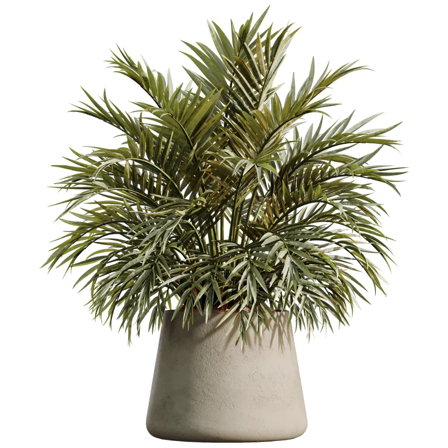 AV Indoor Plants Set 534 ParadiseBird Areca Palm Olive Ficus Dracaena Marginata - Image 6