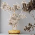 AV Indoor Plants Set 535 Bonsai Pinus Pentaphylla Thunbergii - Thumbnail 10