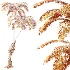 AV Plant Sphaeropteris Lepifera Palm Tree 02 - Thumbnail 6