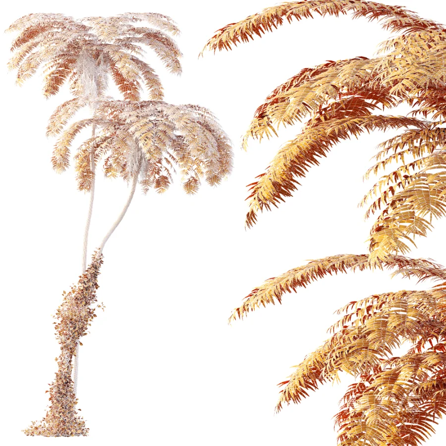 AV Plant Sphaeropteris Lepifera Palm Tree 02 - Image 6