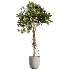 AV Indoor Plants Set 529 Olive Peace Lily Spineless Yucca Ficus African Fig - Thumbnail 1