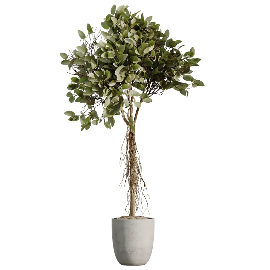 AV Indoor Plants Set 529 Olive Peace Lily Spineless Yucca Ficus African Fig - Image 1
