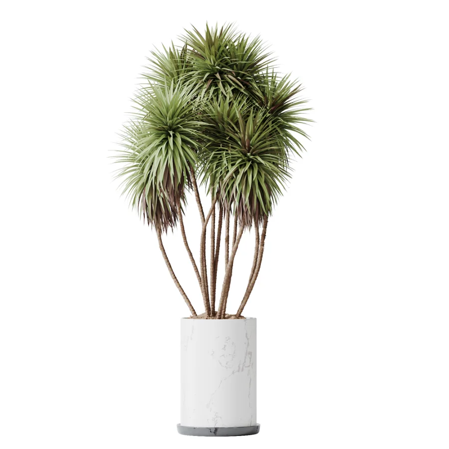 AV Indoor Plants Set 510 Yucca Briful Pachira Banana Olive - Image 1