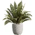 AV Indoor Plants Set 529 Olive Peace Lily Spineless Yucca Ficus African Fig - Thumbnail 6