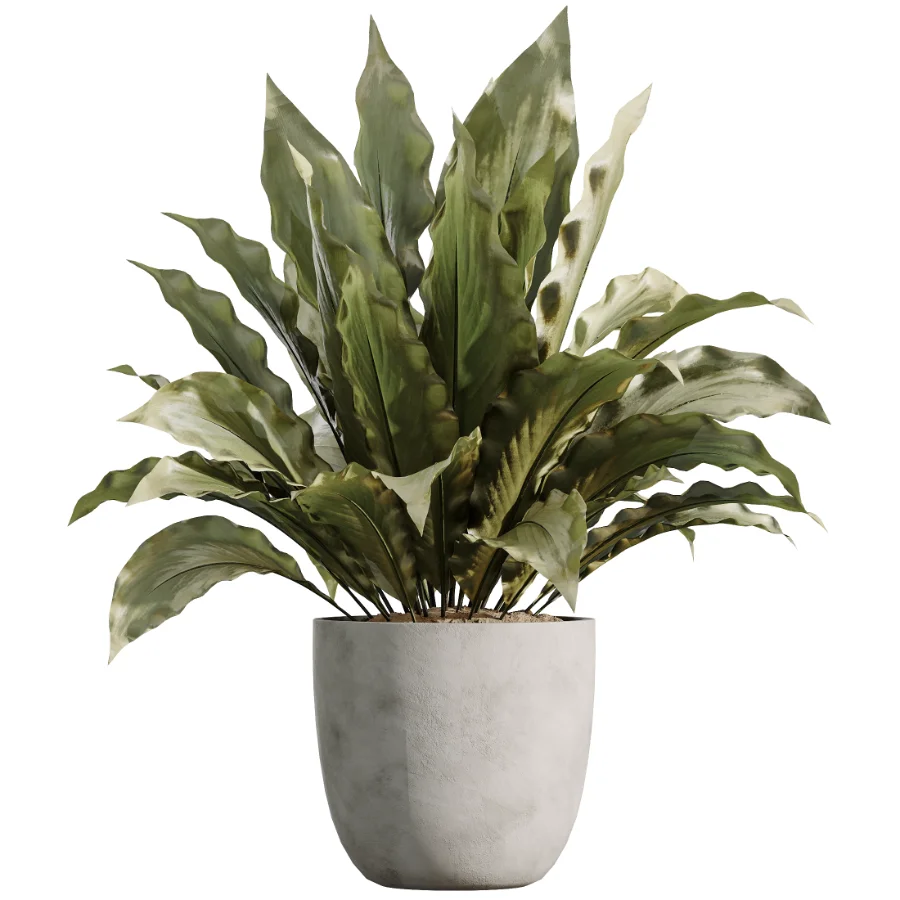 AV Indoor Plants Set 529 Olive Peace Lily Spineless Yucca Ficus African Fig - Image 6