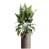AV Indoor Plants Set 519 Orange Tree Ficus Marginata Alocasia Areca Palm Olive - Thumbnail 4