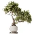 AV Indoor Plants Set 521 Yucca ParadiseBird Ficus Microcarpa Bonsai Marginata - Thumbnail 9