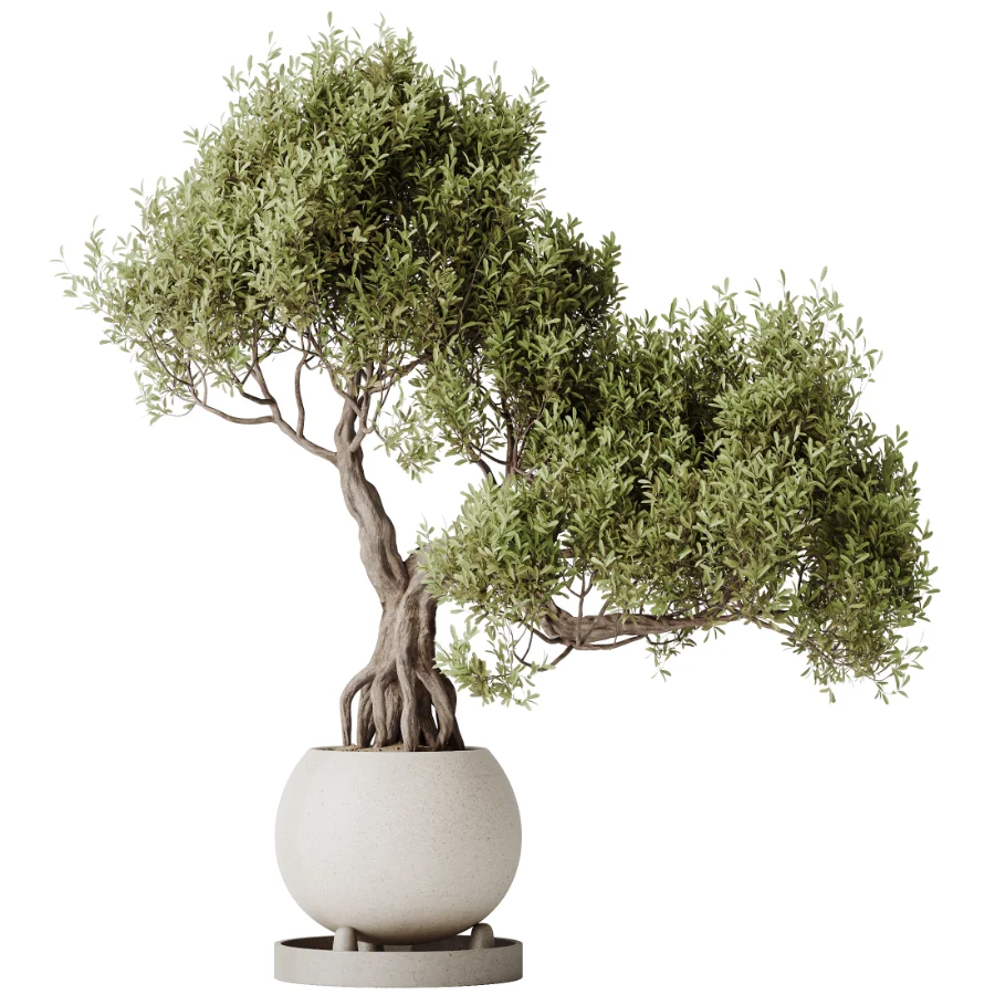 AV Indoor Plants Set 521 Yucca ParadiseBird Ficus Microcarpa Bonsai Marginata - Image 9