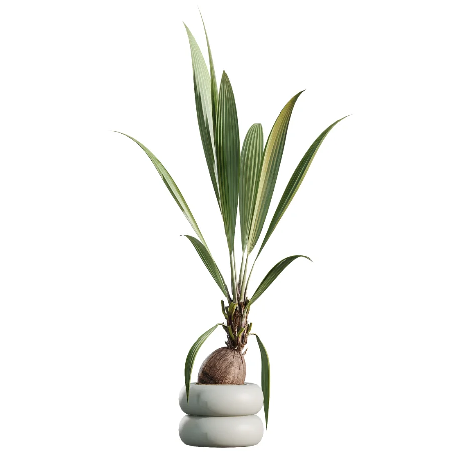 AV Indoor Plants Set 517 Ficus Coconut Palm Ficus Elastica Olive Eucalyptus - Image 6