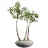 AV Indoor Plants Set 528 Rhapis Palm Ficus Marginata Banana African Fig - Thumbnail 6