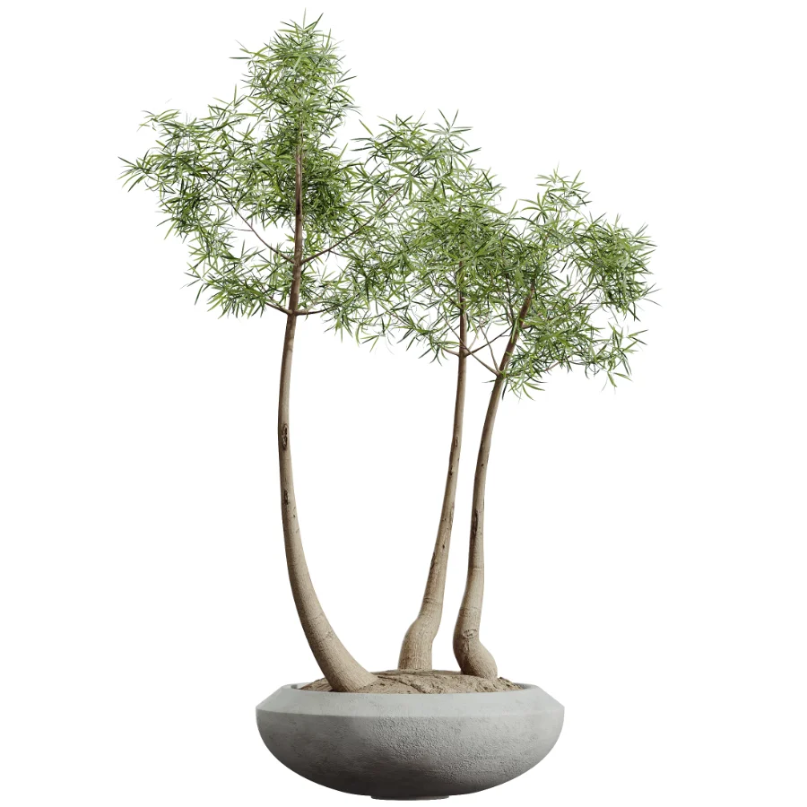 AV Indoor Plants Set 528 Rhapis Palm Ficus Marginata Banana African Fig - Image 6