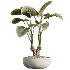 AV Indoor Plants Set 537 Cunjevoi Alocasia Olive Briful Pachira Ficus Marginata - Thumbnail 4